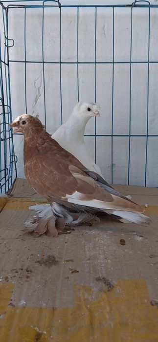 Голуби игровых кровей