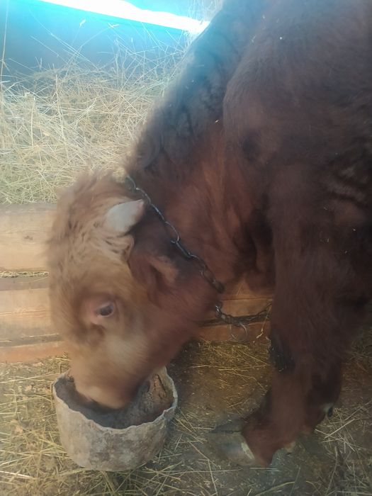 Продам годовалого бычка