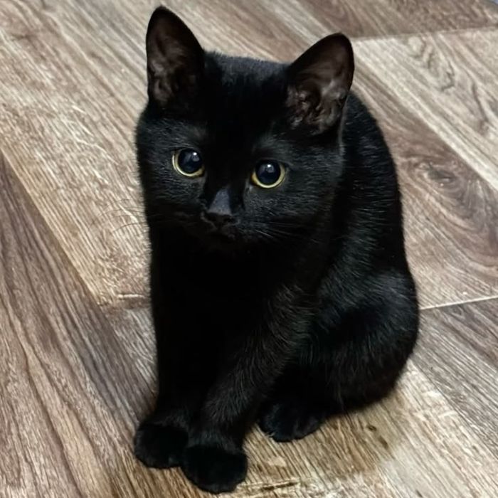 Черная кошка, на фото не она но похожая