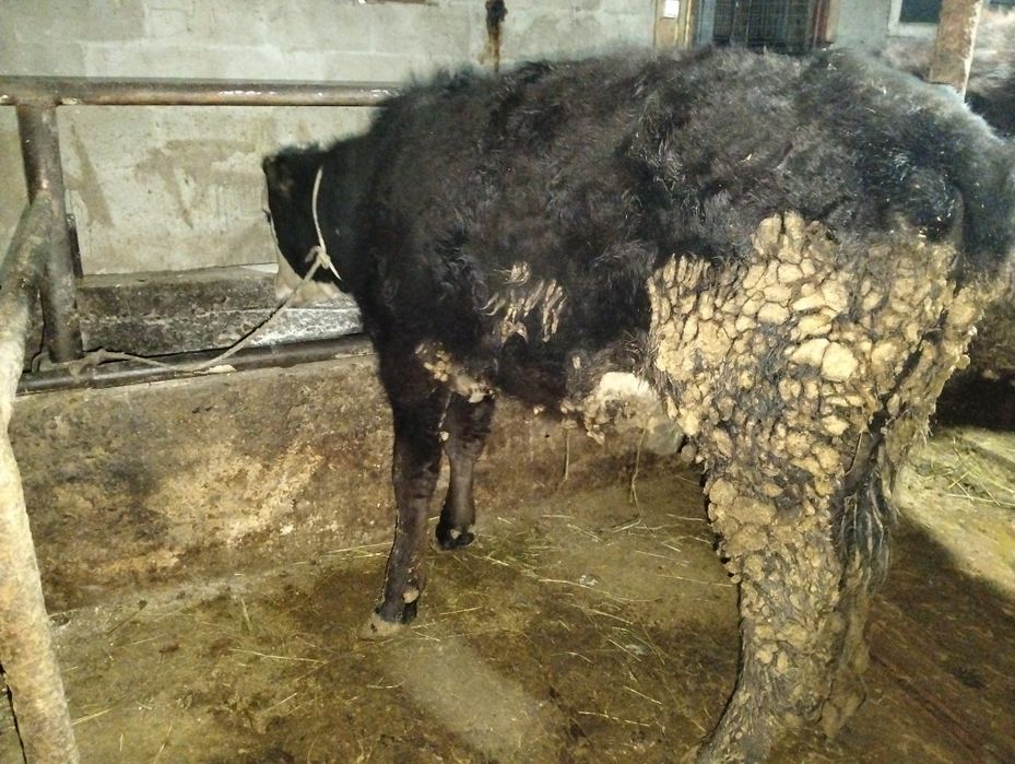 Продам телкок кунажин 1,5 жасарлар