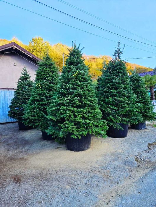 Plante Ornamentale Superioare – Livrare la Adresă
