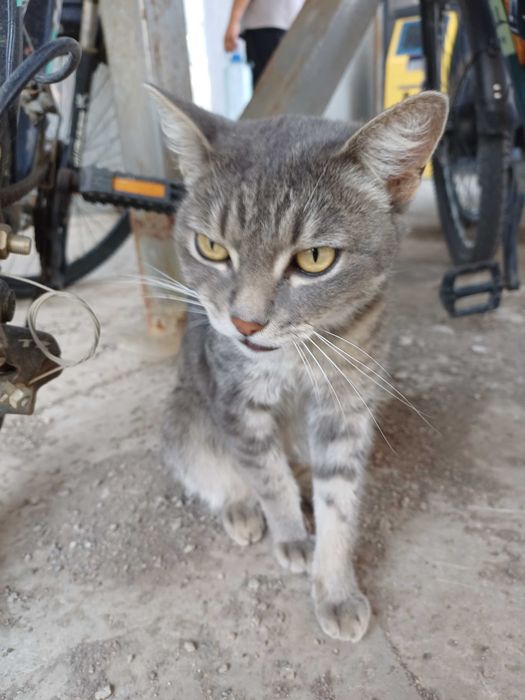 Ущем хозяев коту