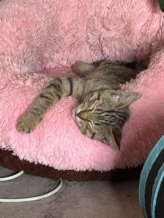 Котенок девочка .