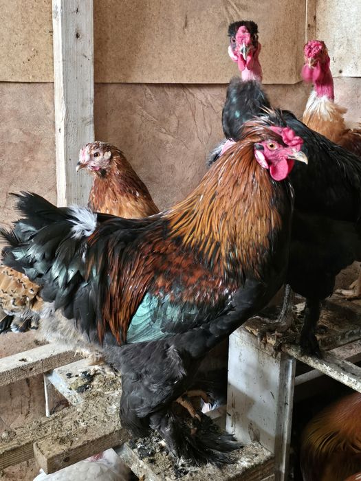 Продам Петушков!