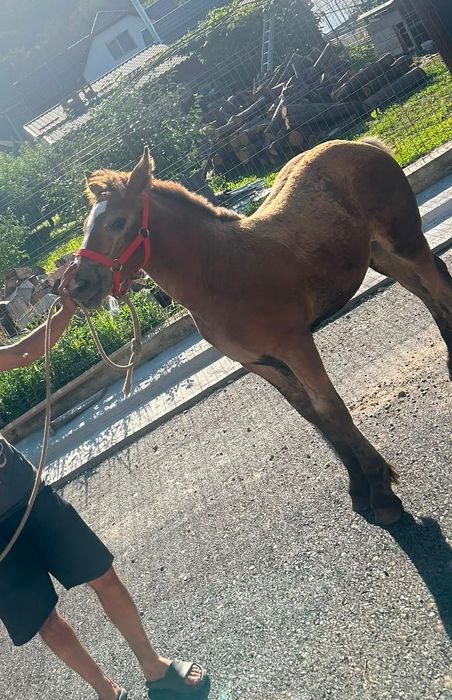 Mânz de 3 luni jumate de vânzare