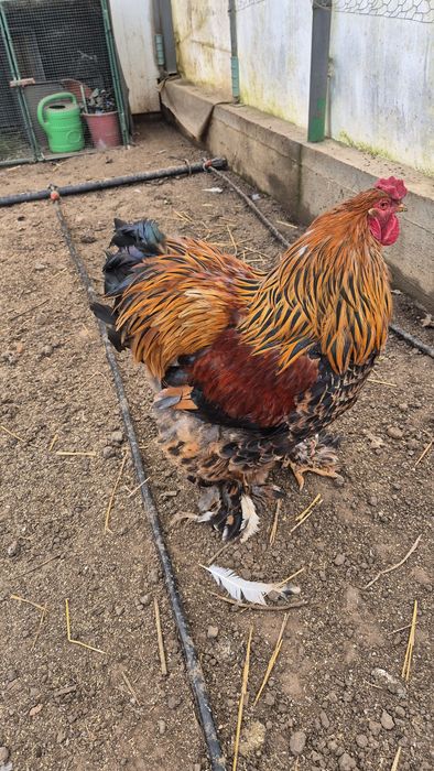 Cocoș brahma portelan