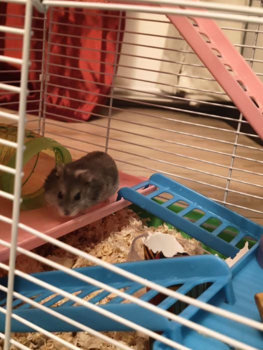 Cușcă pentru hamster+ un hamster pitic