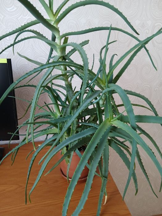 Лечебное древовидное алоэ