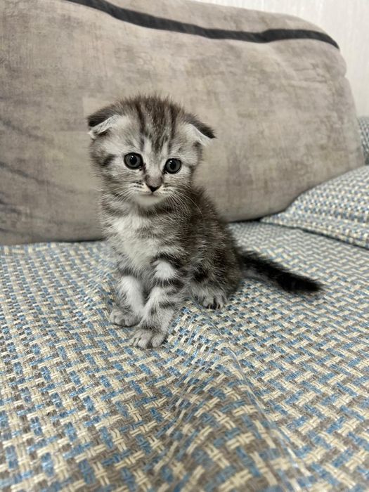 Вислоухая шотландская девочка