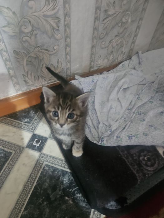 Отдам котят,котёнка