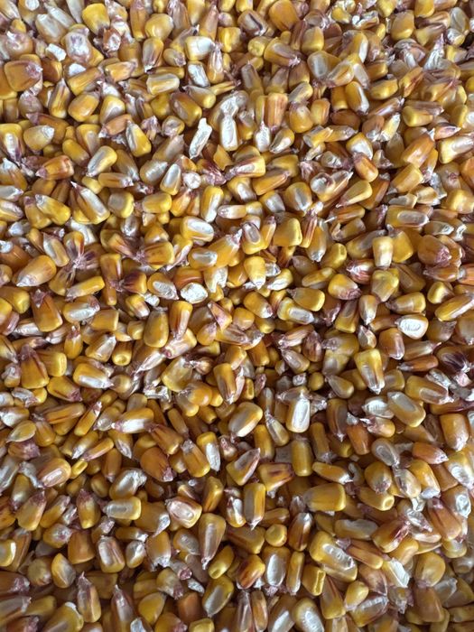 Porumb boabe cu 14%umiditate