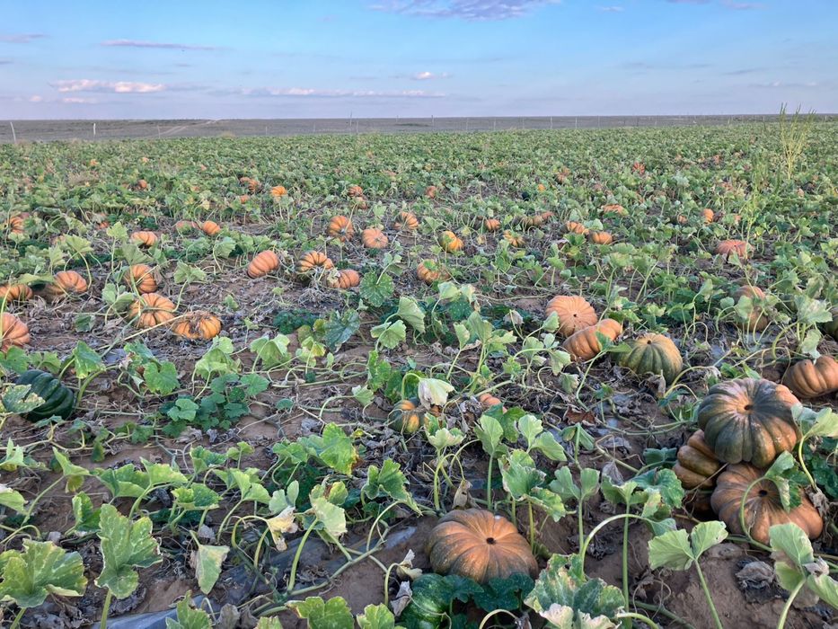 Продам домашнюю тыкву