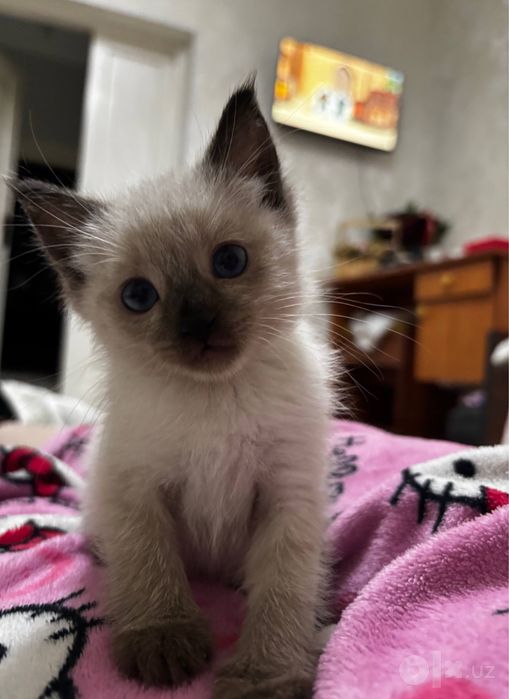 сиамские котята