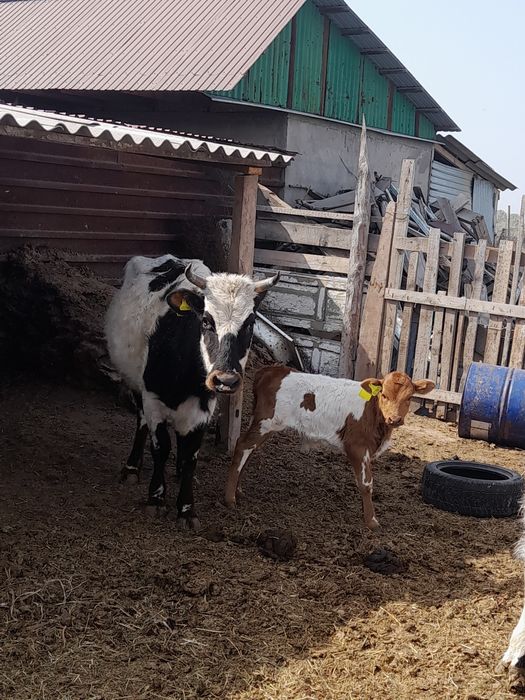 Срочно сатамын   420 мынға