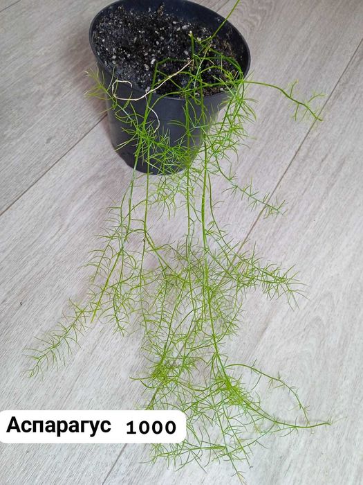 Продам аспарагус