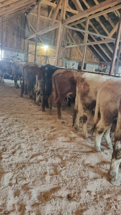 Vând 10 junici baltata Românească