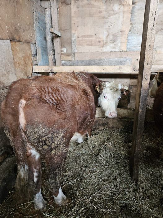 Продаются коровы белоголовые