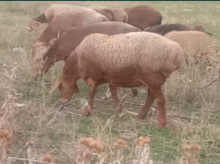 Семіз Қой сатылады