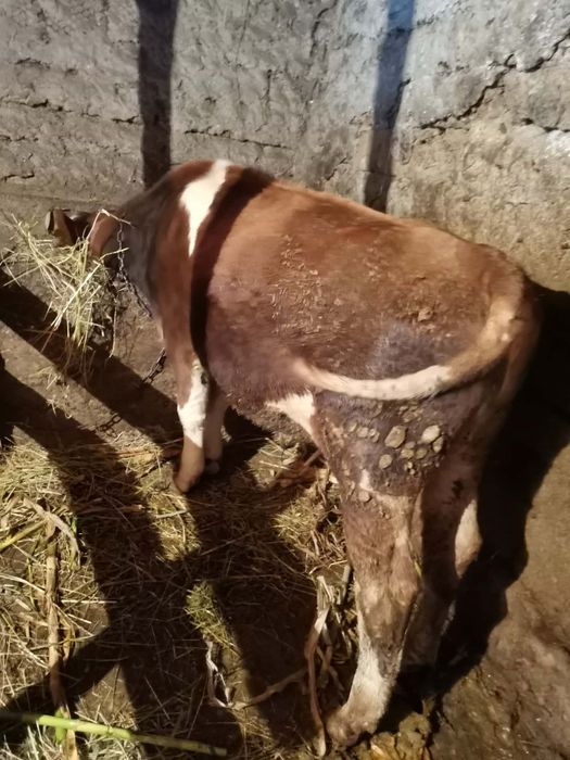De vânzare tauras 5luni bun de crescut