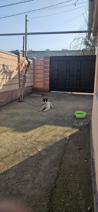 Күшік сатылады Алабай