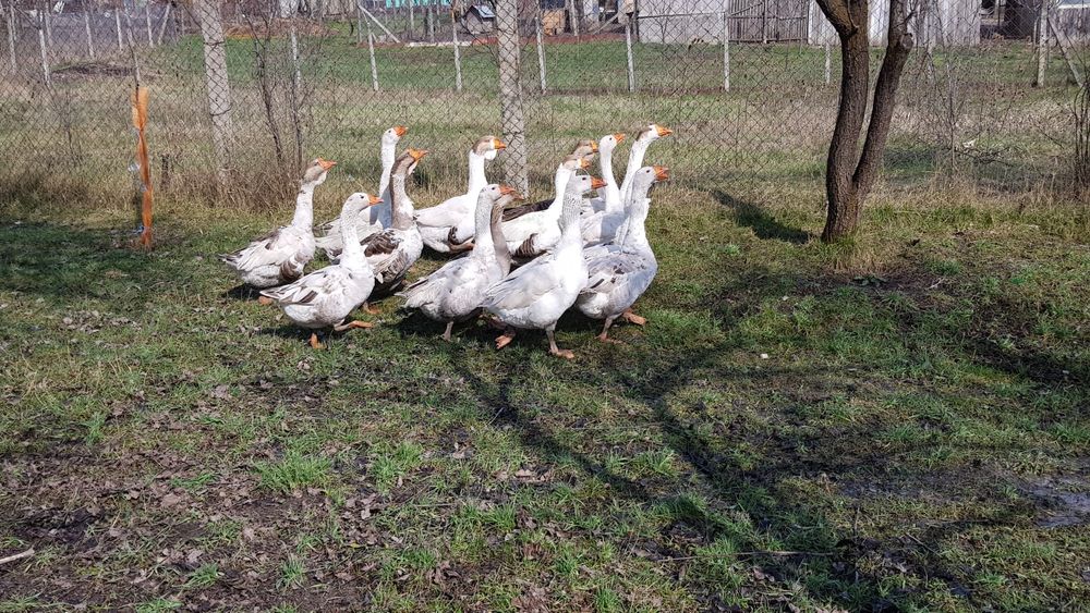 Vindem Gaste si Gascani