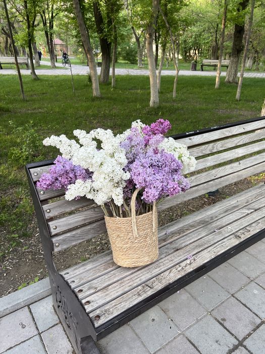 Продается сирень