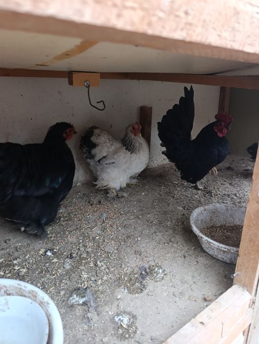 Японлар сотилади