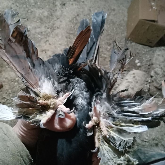 Продам домашних голубей.