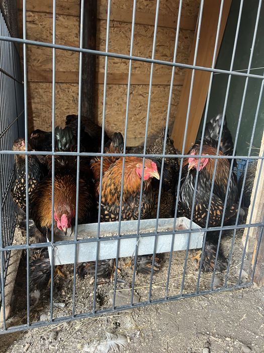 Oua de brahman gold si de brahman herminat deschis