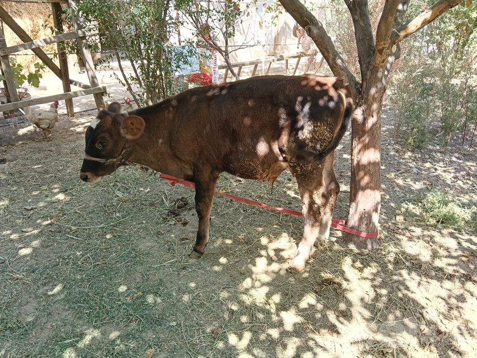 Buqacha sotiladi