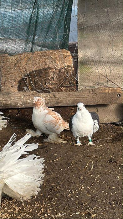 Porumbei ornament Olt