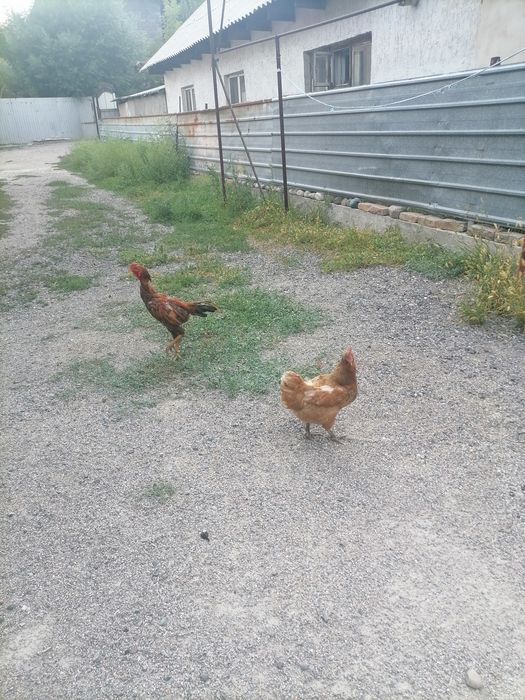 Продам дакана и курица