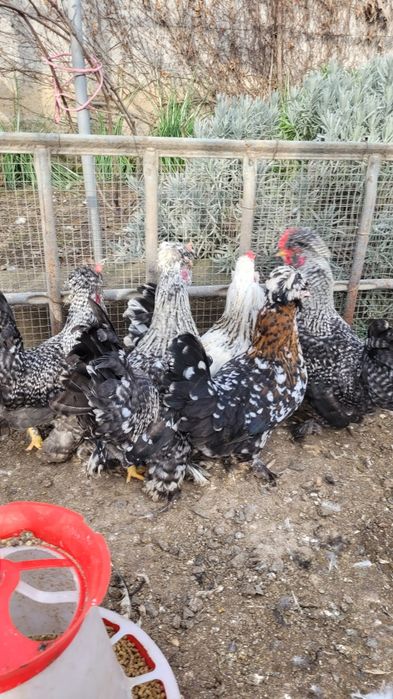 Cocosi strumski  pitic