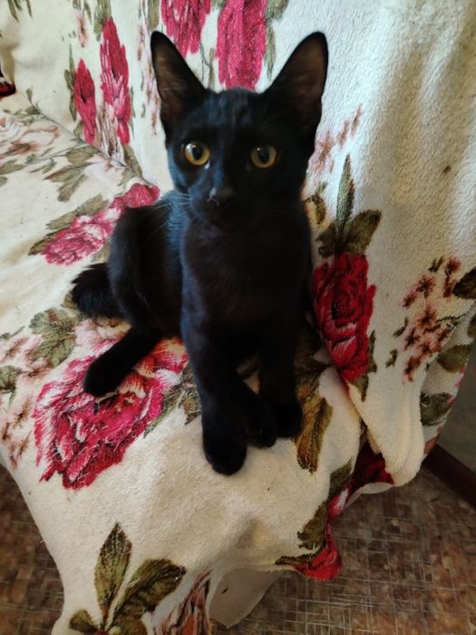 Котёнок ищет семью