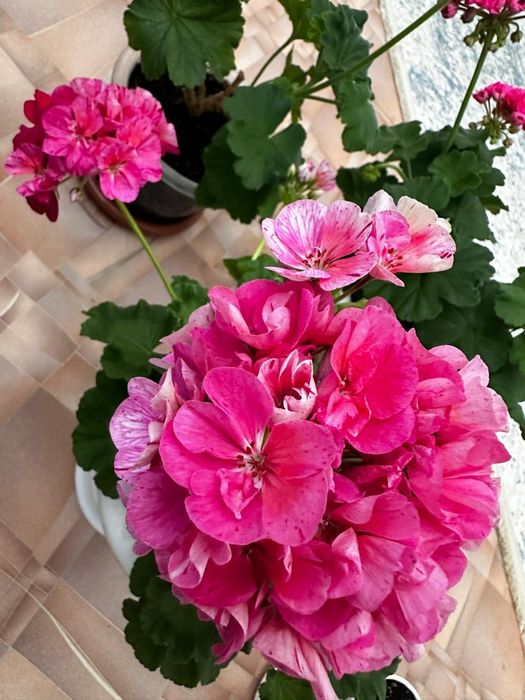 Продам комнатные цветы