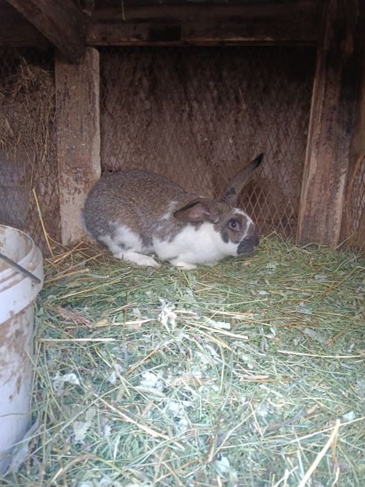 Продам крольчиху и кролов