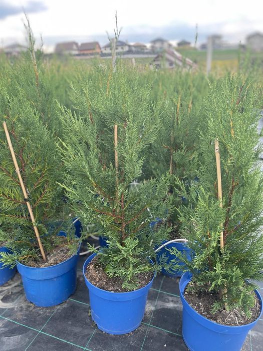 Leylandii 2001, direct de la producator - 25 ron