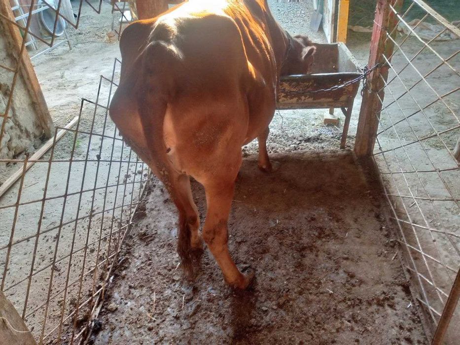 Мол сотилади гунажин