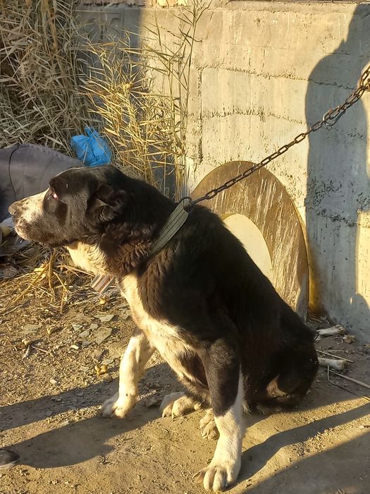 Алабай боласи ургочи