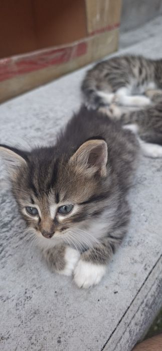 Котята ищут дом и