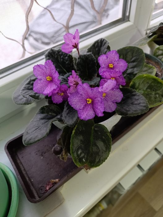 Продам цветы фиалки