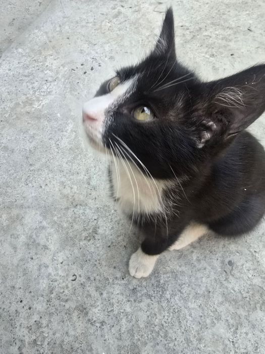 Котёнок девочка 2 месяца