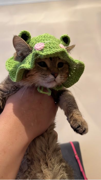 Табби кошка в добрые руки