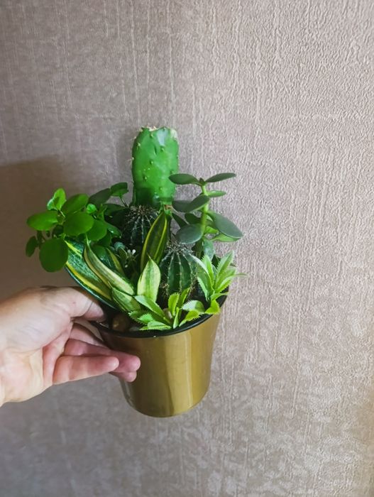 Продам флорариумы с кактусами сансевьерами