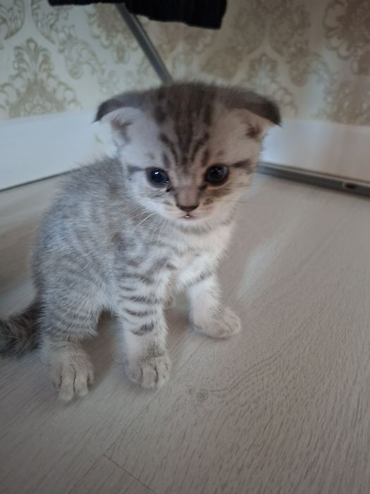 Шотландский котенок 5000