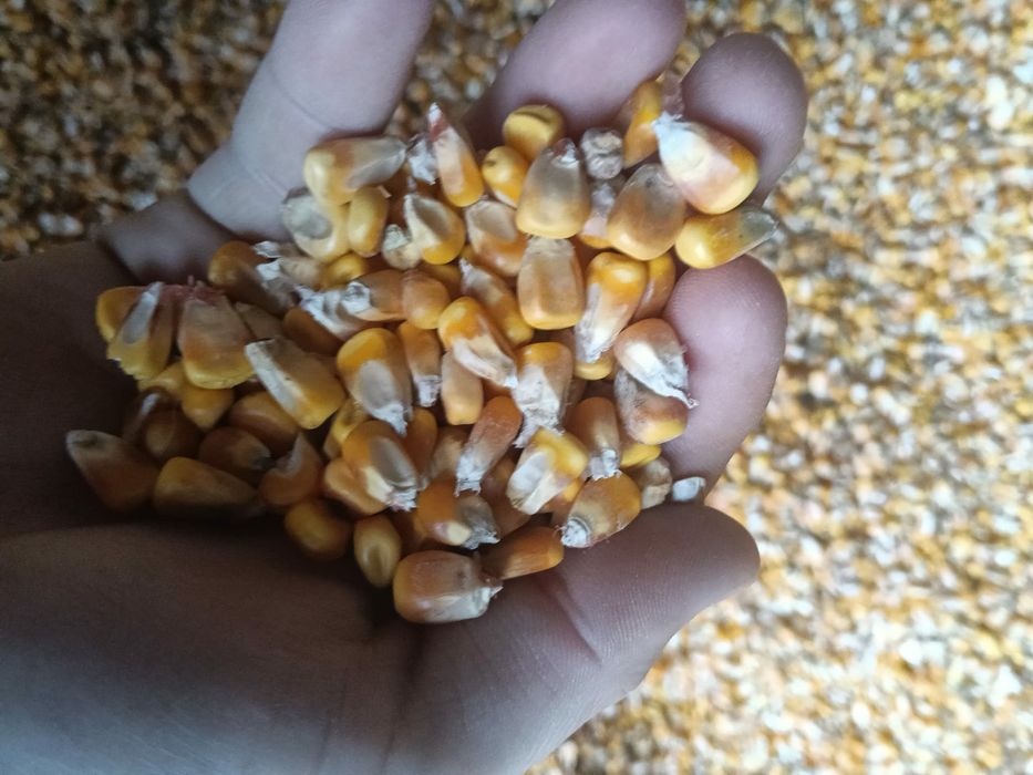 Vând porumb bob semi sticlos