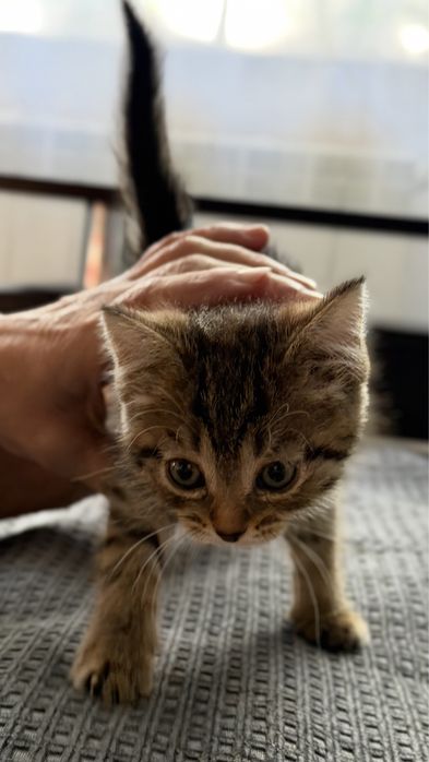 Отдам котенка в добрые руки