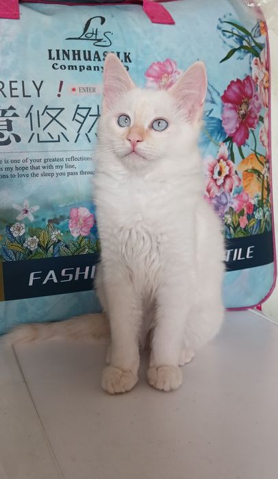 4 та мушук болалари яхши кулларга