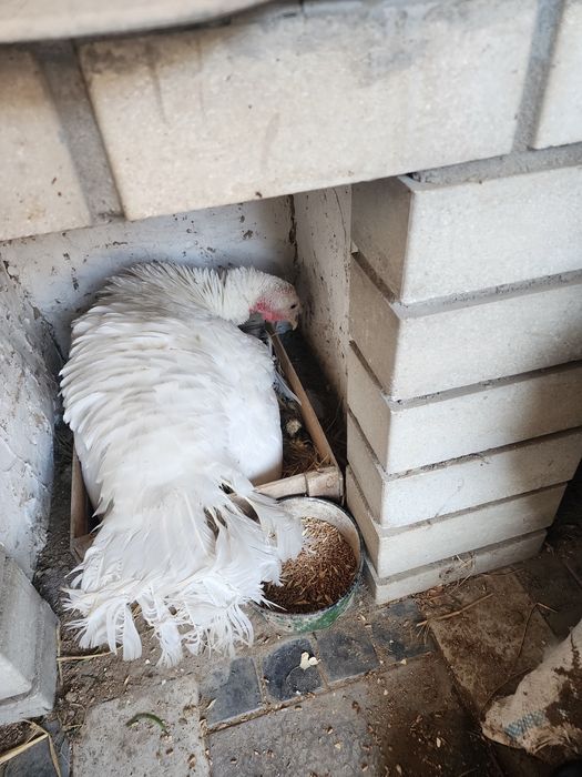 Ассалааму алайкум ва раҳматуллоҳи, курк булган курка сотилади