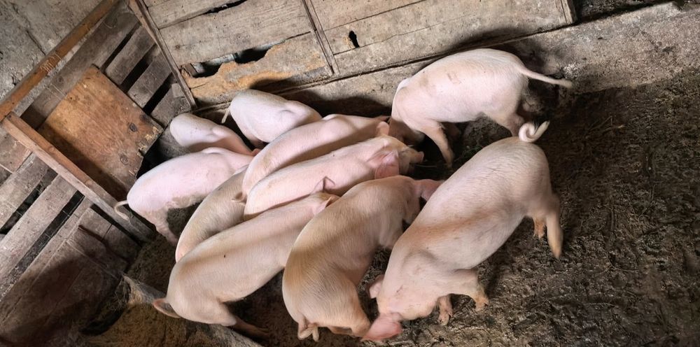 Продаване на прасенца